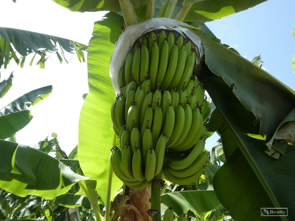 Additional image 12 of Lower Cowley QLD 4871