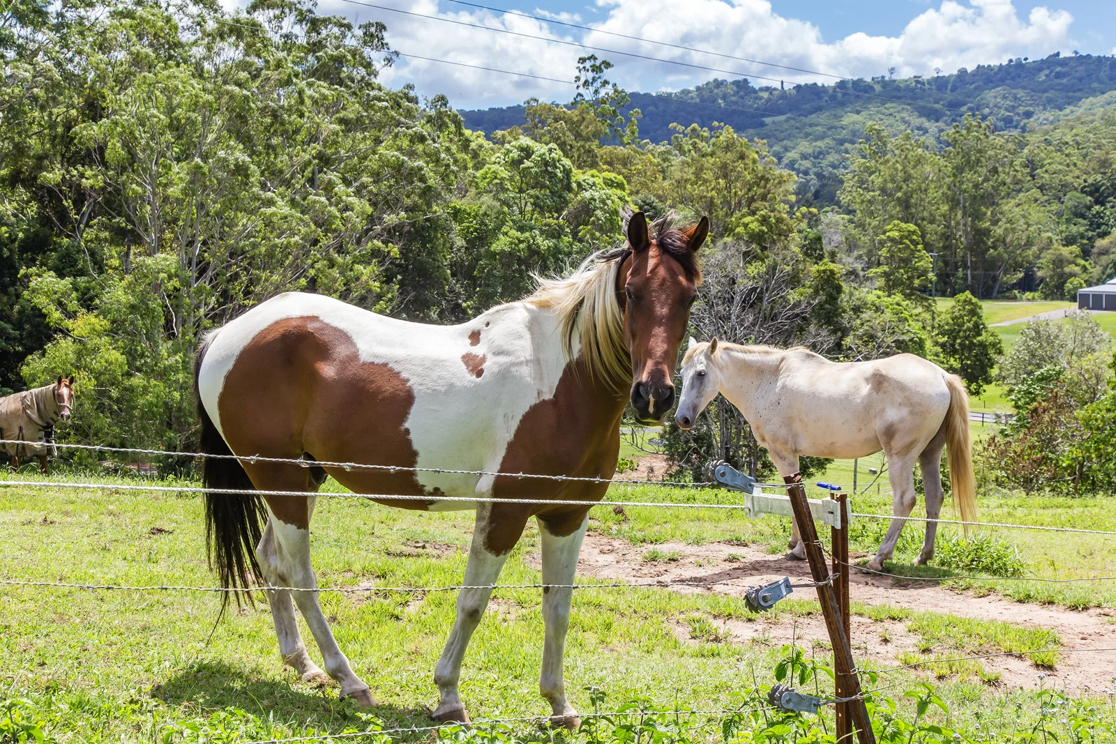 Additional image 22 of 435-451 Blackall Range Road, West Woombye QLD 4559