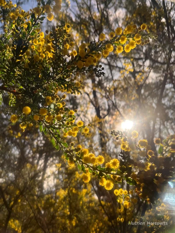 Additional image 10 of . South Gippsland Highway, Woodside VIC 3874