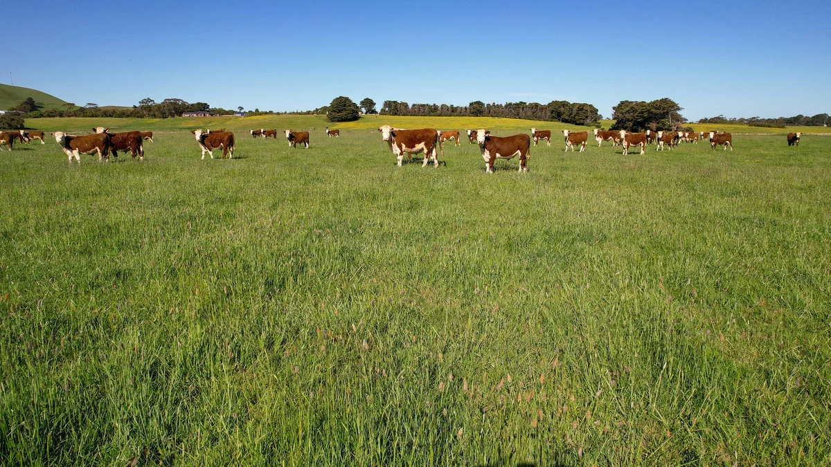 Additional image 10 of Holdsworths Lane, Mortlake VIC 3272