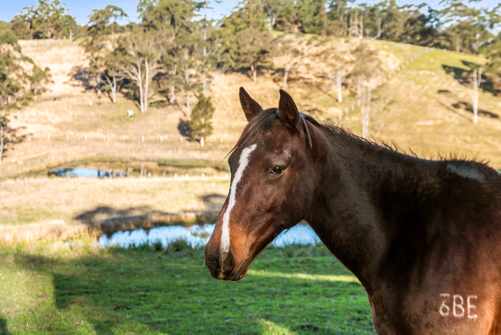 Additional image 29 of 813 Newmans Road, Wootton NSW 2423