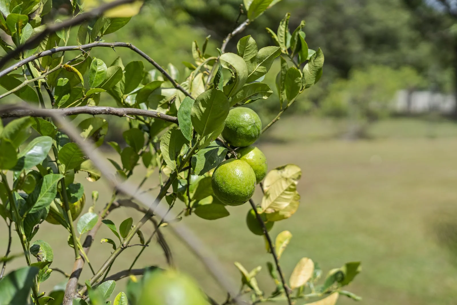 Additional image 16 of 59-61 Duncan Road, Sheldon QLD 4157