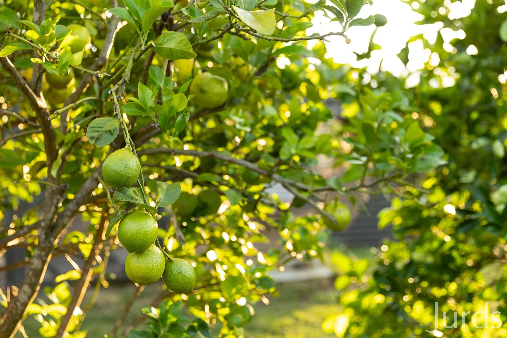 Additional image 34 of 1066 Wollombi Road, Broke NSW 2330