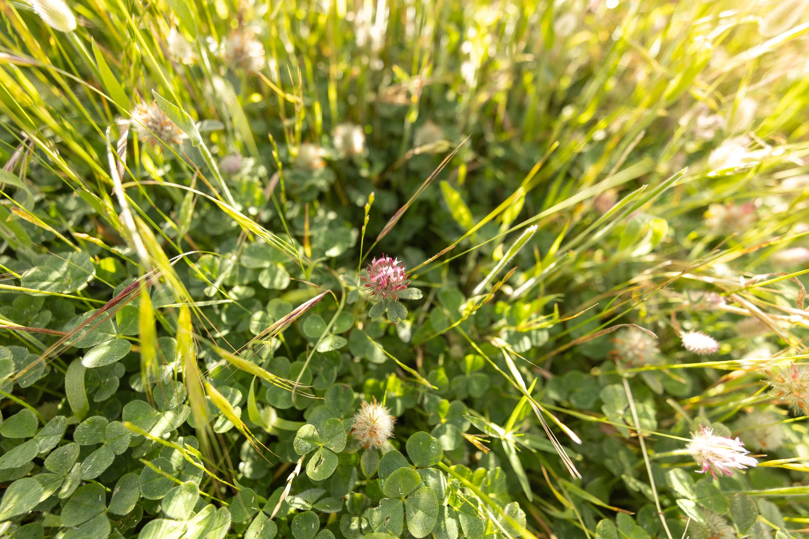 Additional image 10 of 1112 Minnie Crowe Road, Avenue Range SA 5273