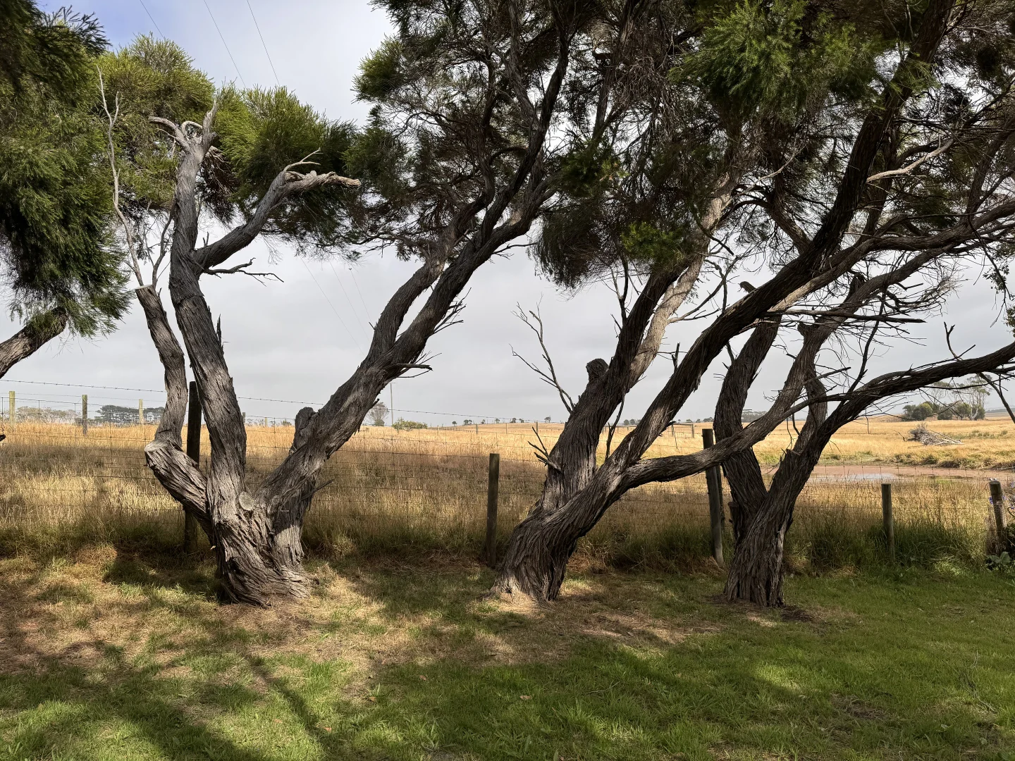 Additional image 9 of 33 Grevillia Street, Walkerville VIC 3956