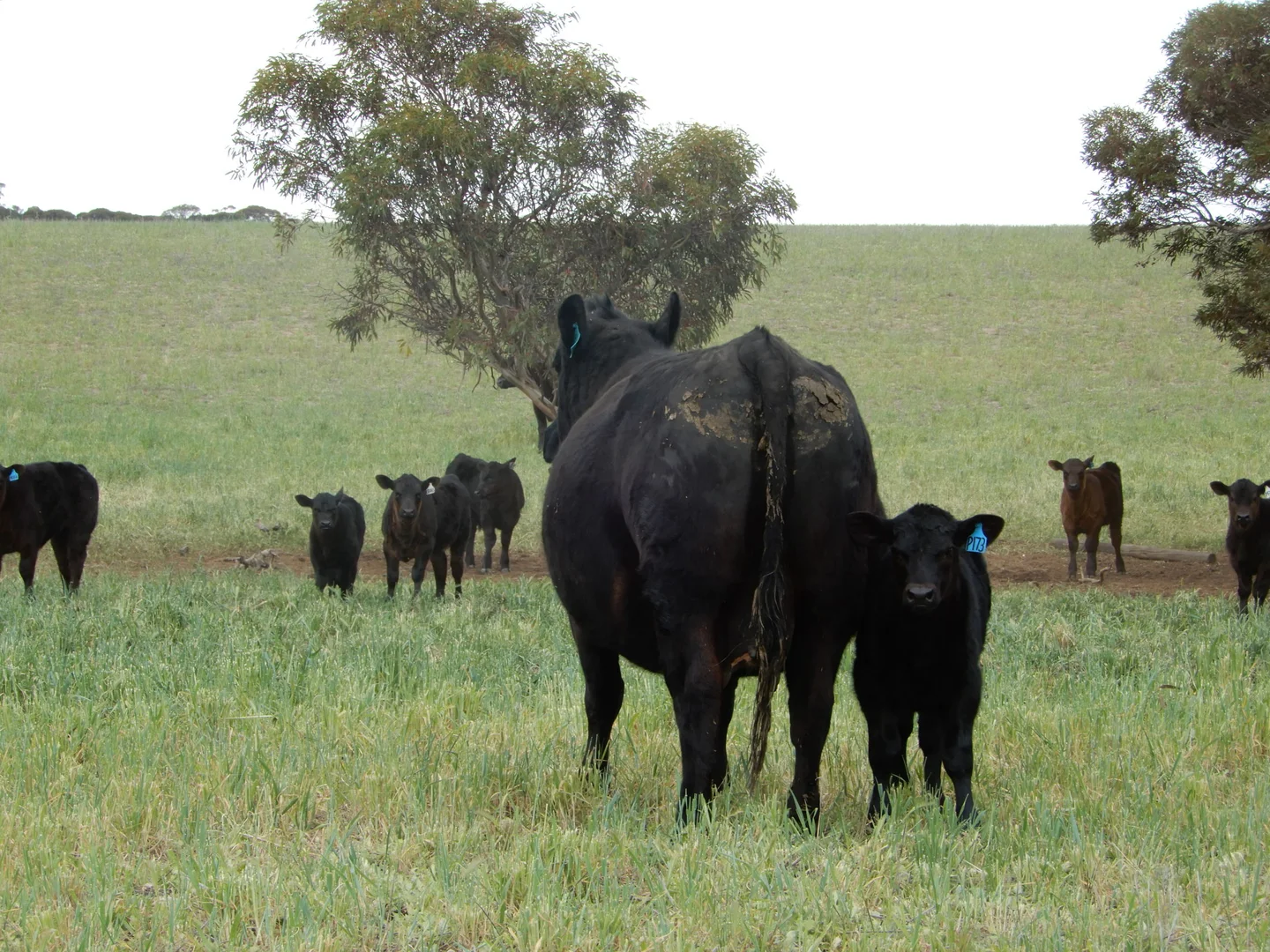 Additional image 7 of 1481 Parrakie North Road, Lameroo SA 5302