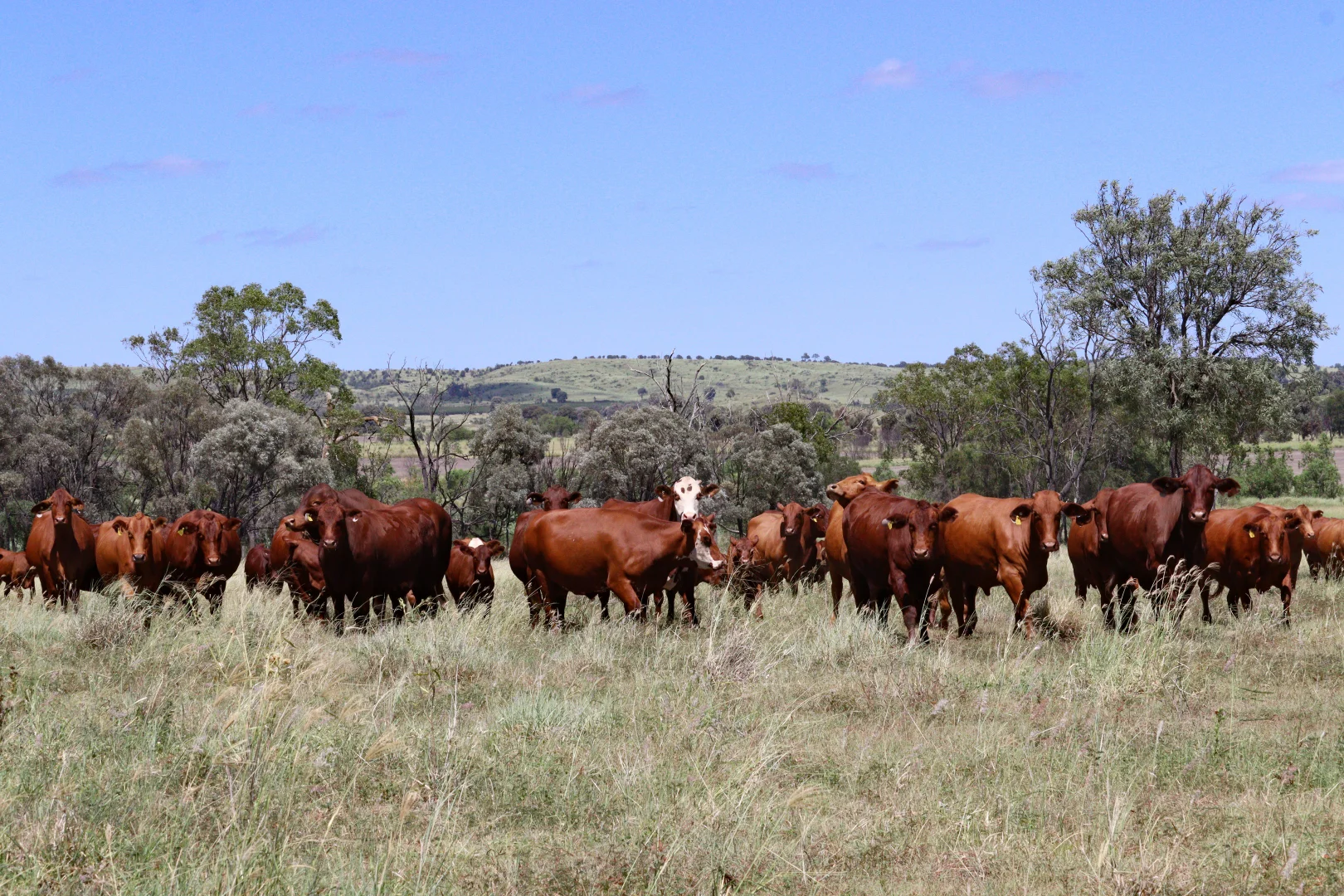 Additional image 16 of "The Farm" 1282 Semples Road, Thangool QLD 4716
