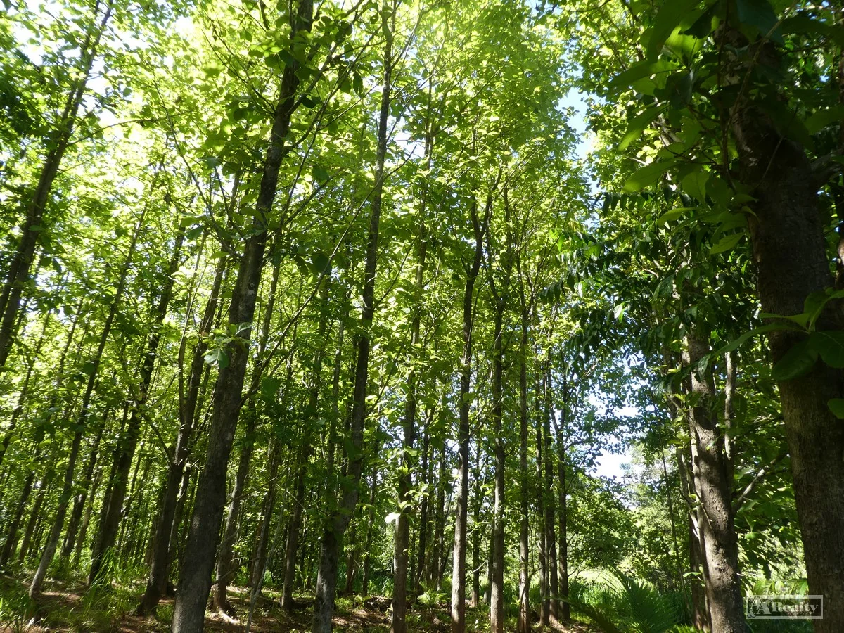 Additional image 8 of L 18 Camarlinghi Road, Daradgee QLD 4860