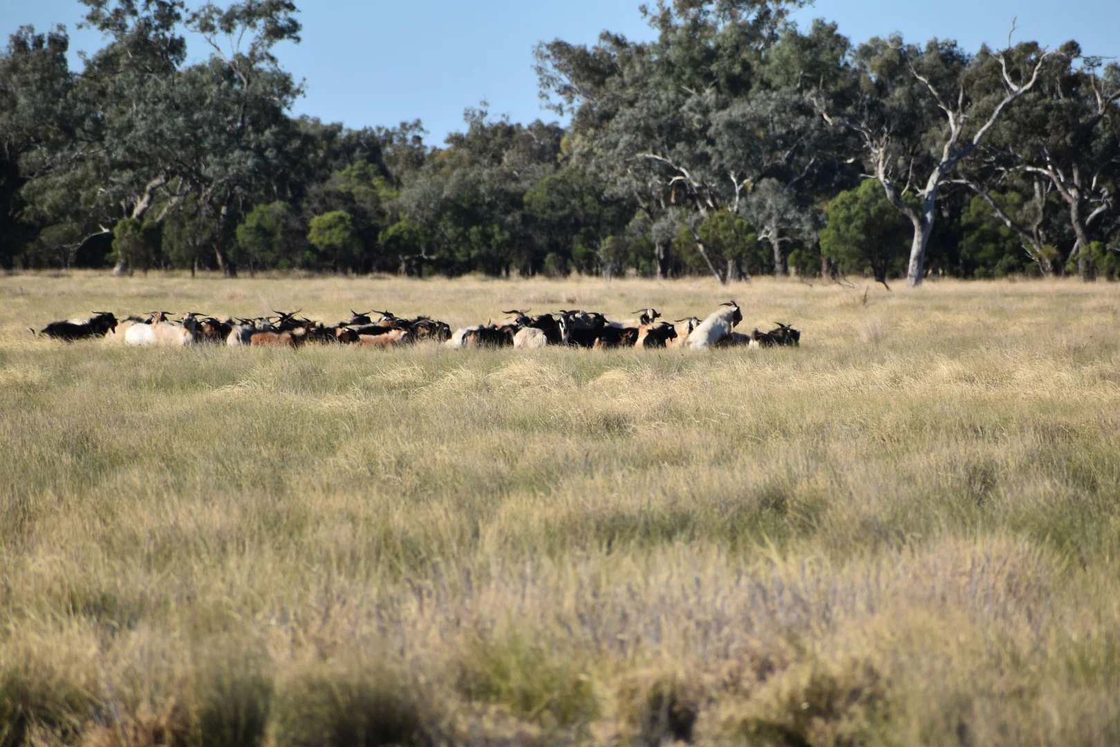 Additional image 6 of " Northam", Wyandra QLD 4489