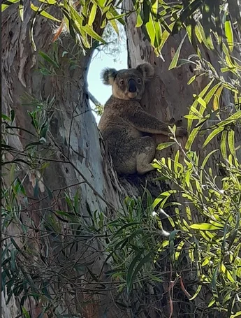 Additional image 18 of Lot 24 Cnr. of the New England Highway & Jacob Road, Crows Nest QLD 4355