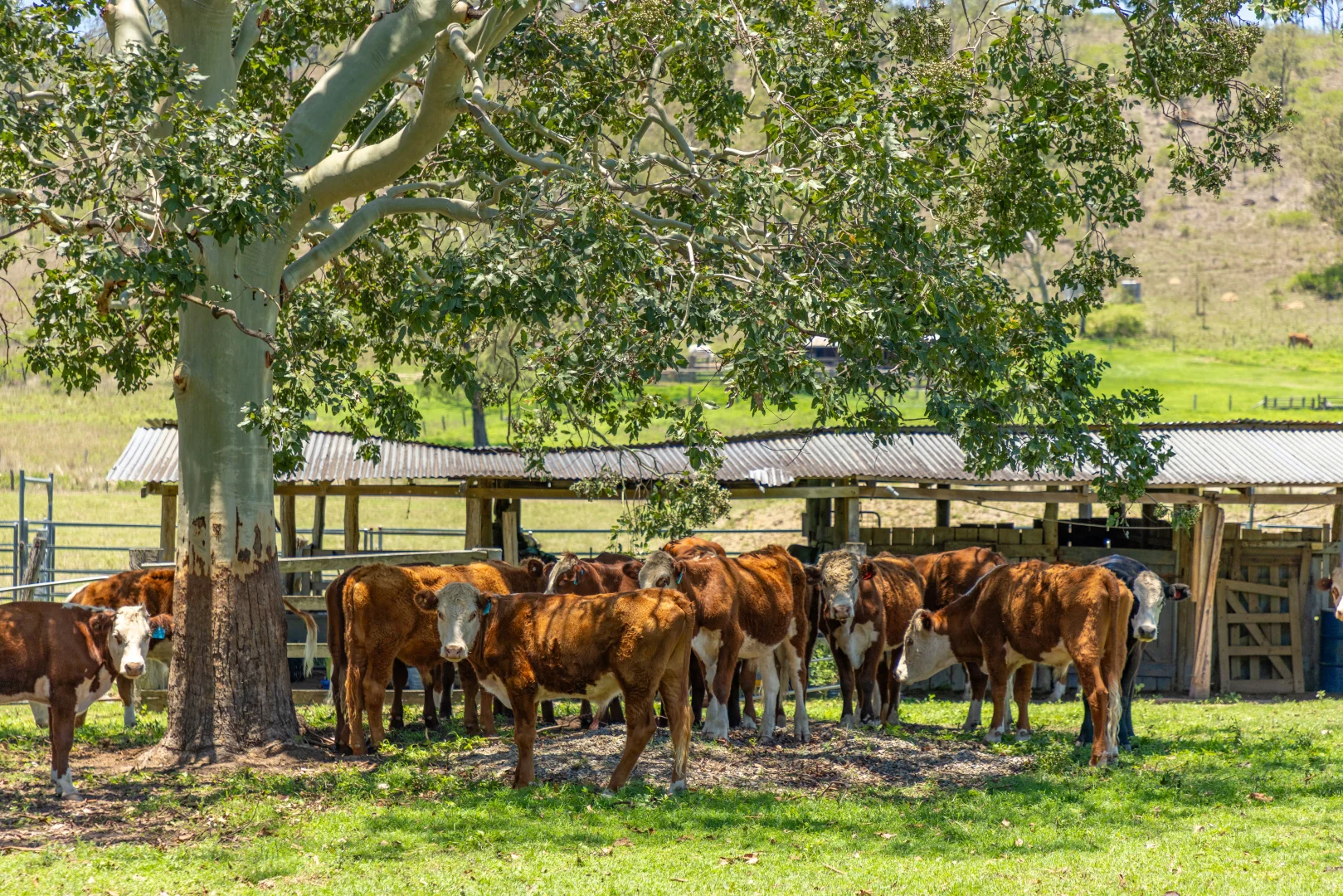 Additional image 22 of 483 Scrub Creek Road, Scrub Creek QLD 4313