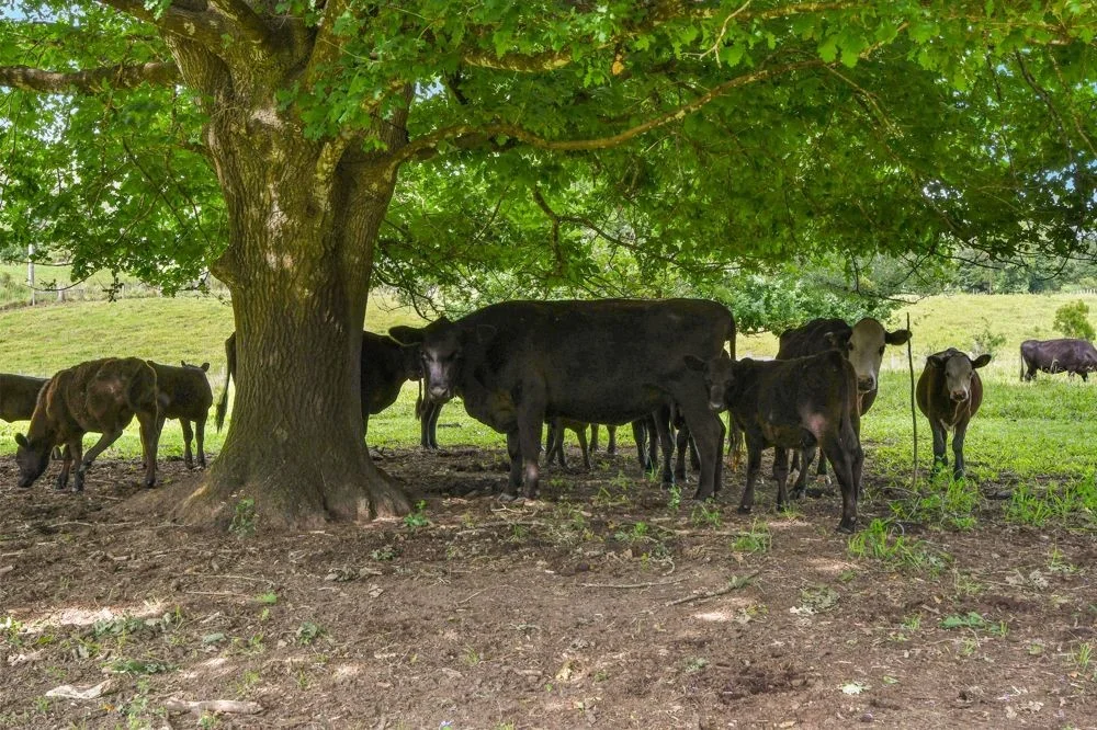 Additional image 3 of 870 Darkwood Road, Thora NSW 2454