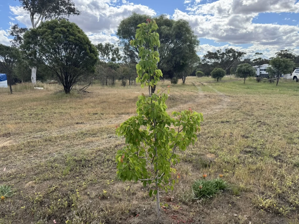 Additional image 12 of Lot 451 Vincent Street, Beverley WA 6304