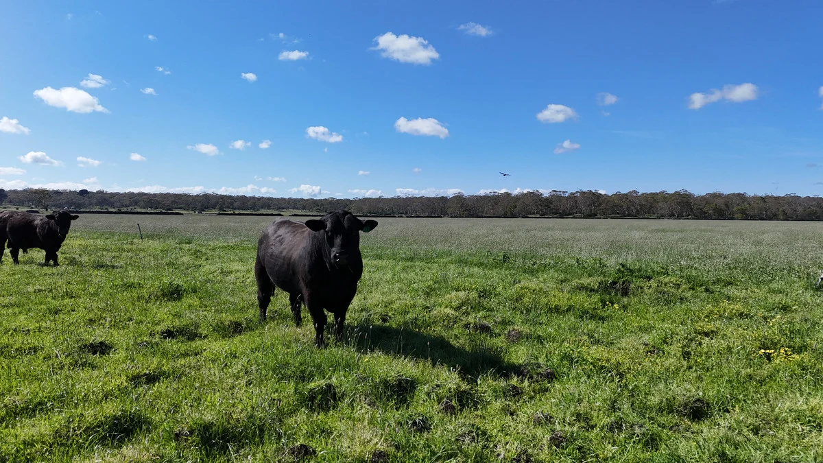 Additional image 22 of 61 Purrumbete Estate Road, Koallah VIC 3260