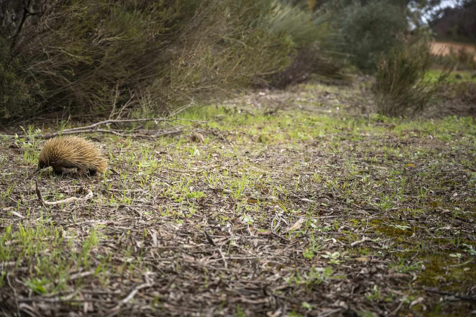 Additional image 21 of 490 East West Two Highway, Seddon SA 5223