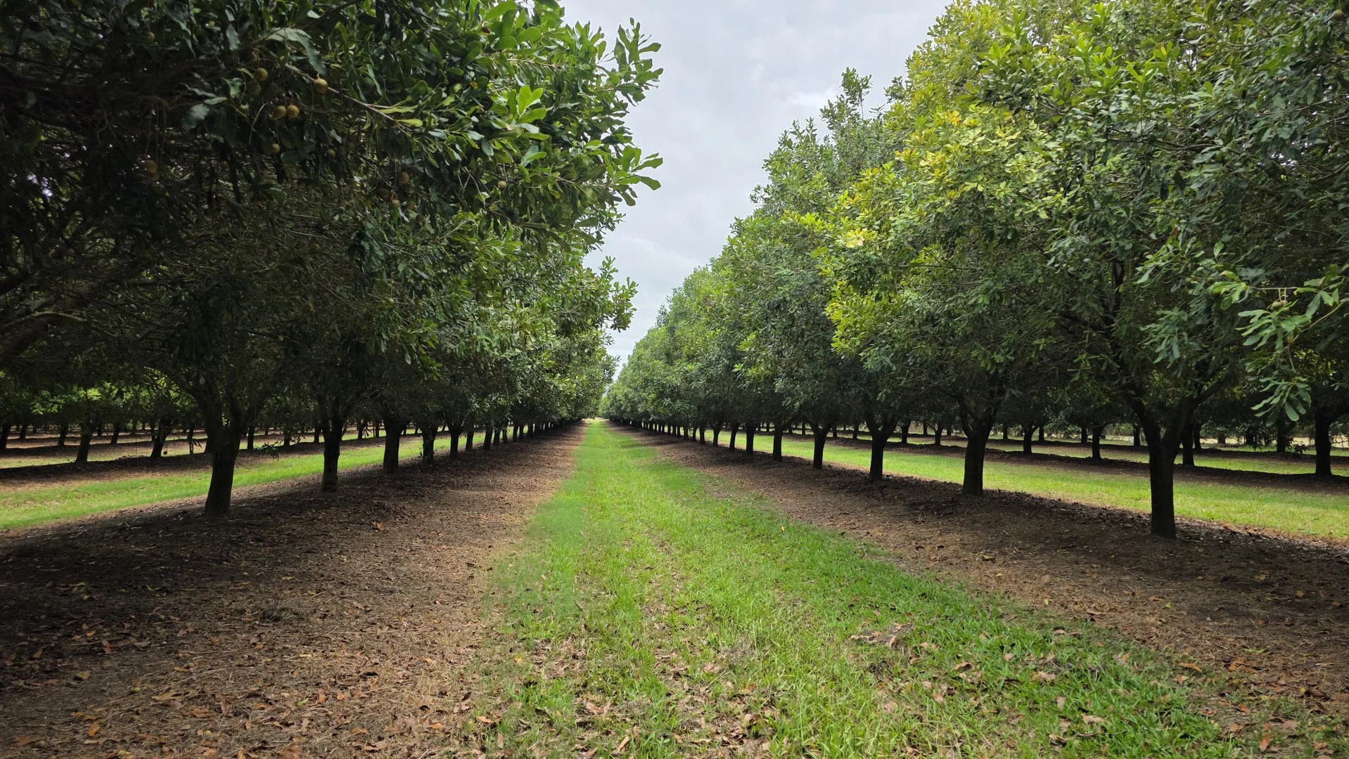 Lot 21 Moylans Lane, Empire Vale NSW 2478