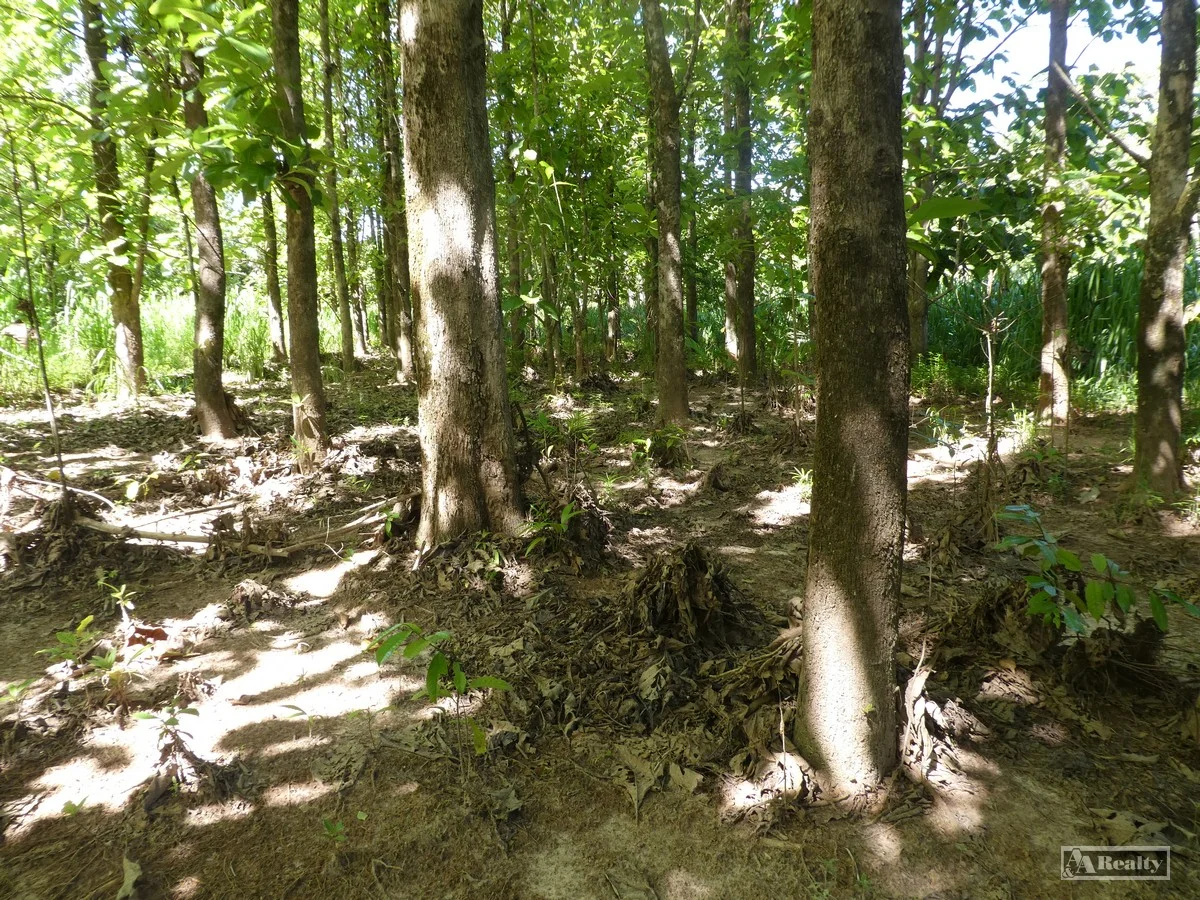 Additional image 7 of L 18 Camarlinghi Road, Daradgee QLD 4860