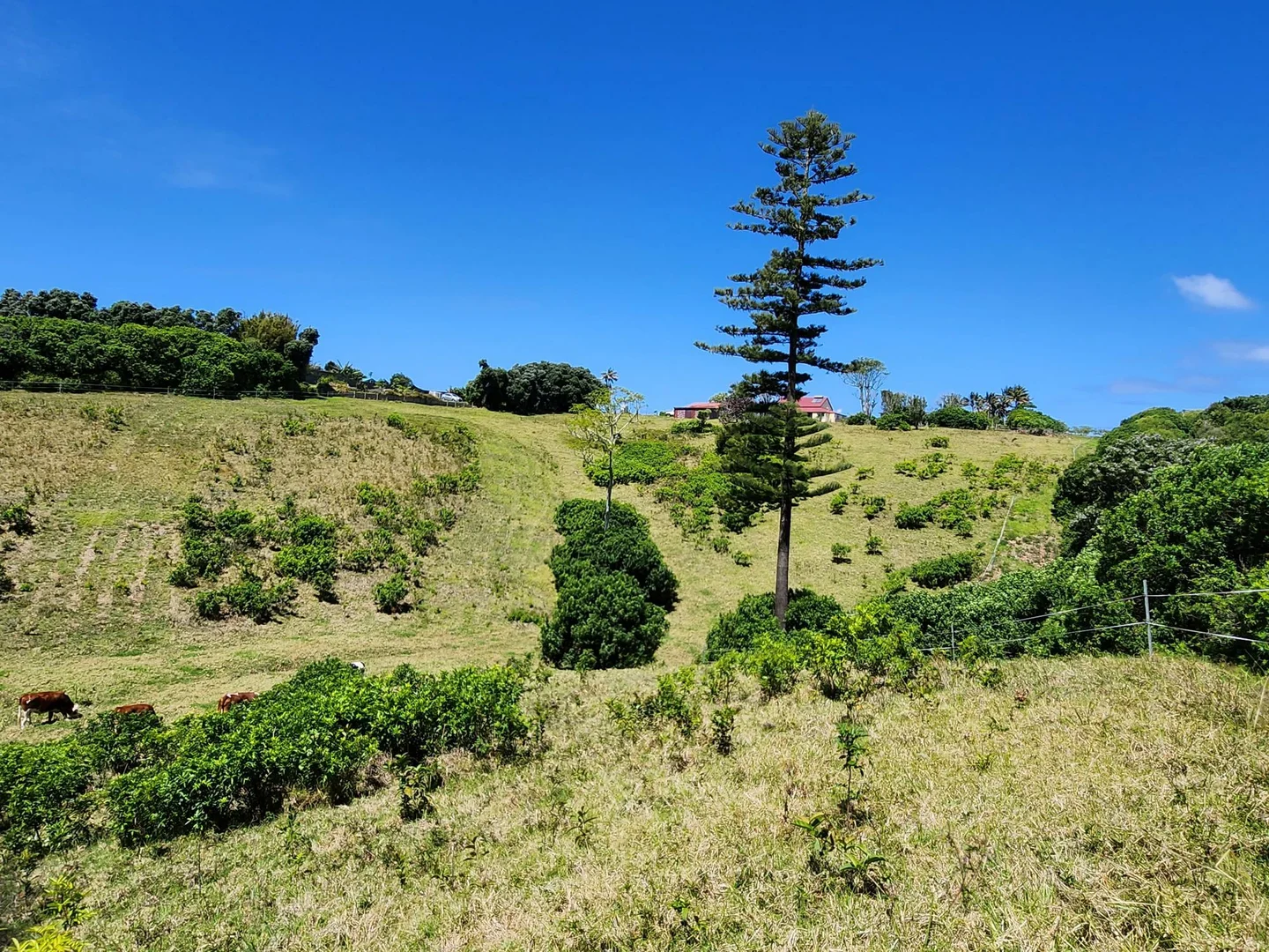 Additional image 4 of 36a10 Ferny Lane, Norfolk Island NSW 2899