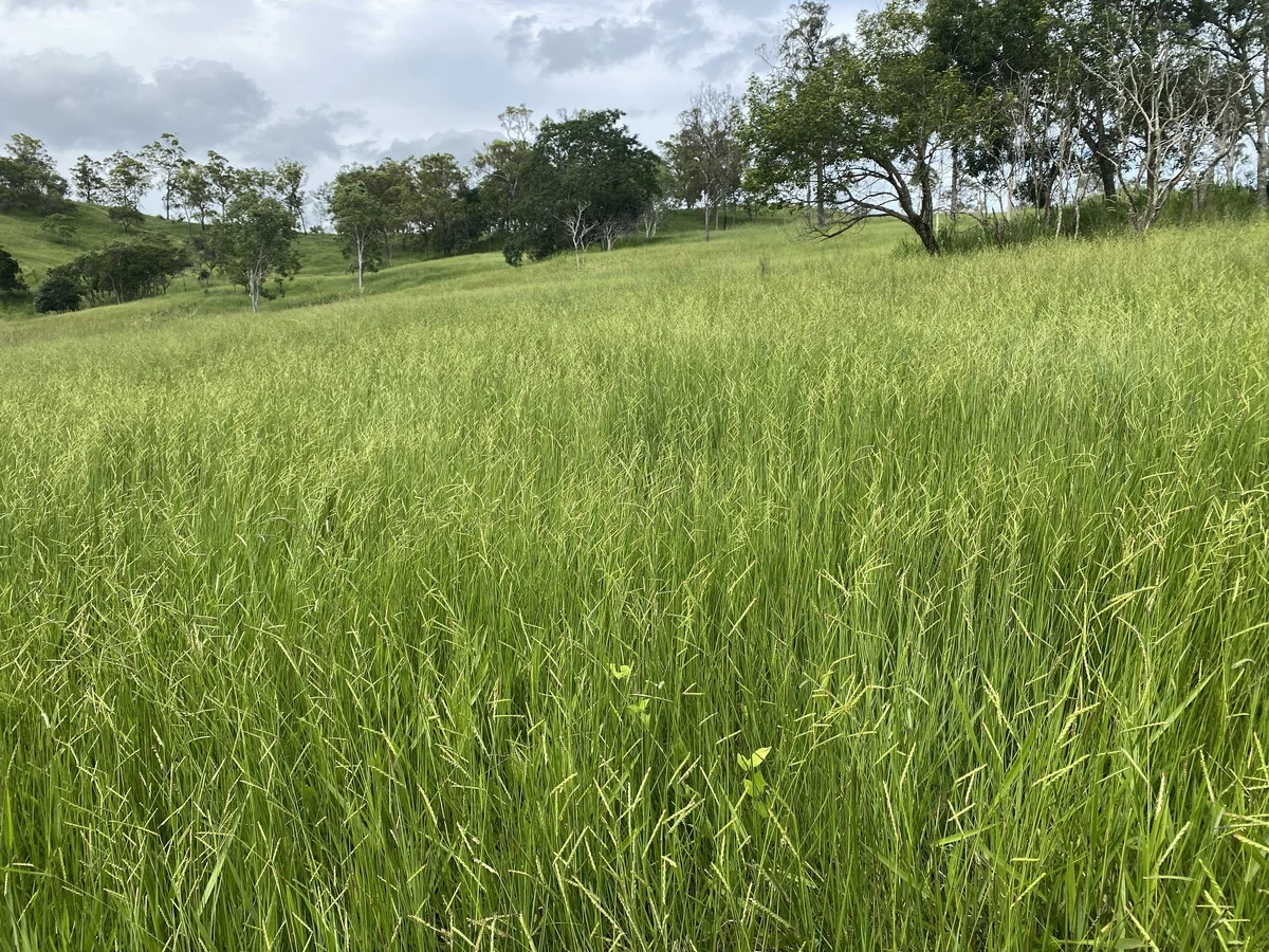 Additional image 15 of 558 Marlborough-Sarina Road, Sarina QLD 4737