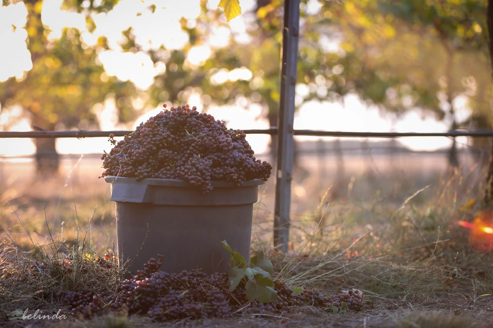 Additional image 10 of 136 Darlington-Carranballac Road, Darlington VIC 3271