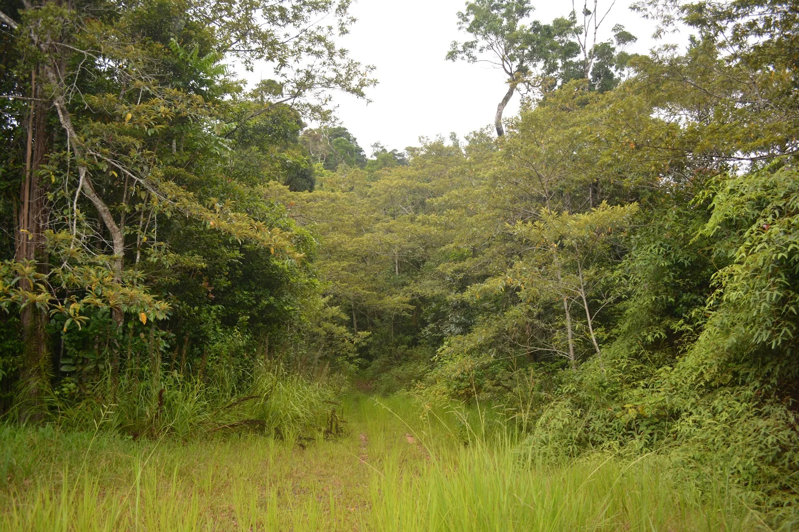 Additional image 33 of Lot 213 Kelly Road, Ellinjaa QLD 4886