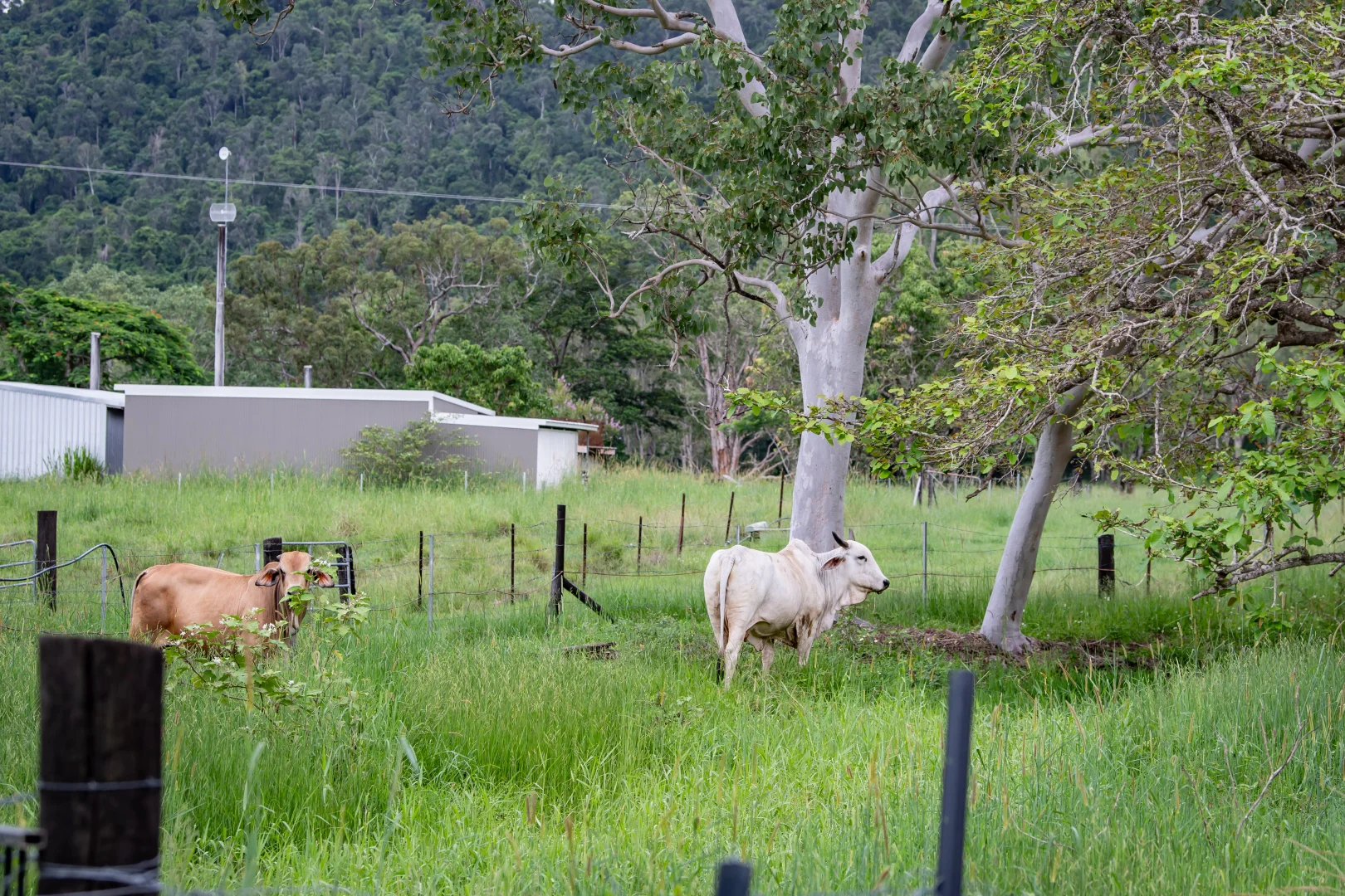 Additional image 26 of 122 Patullo Road, Gregory River QLD 4800