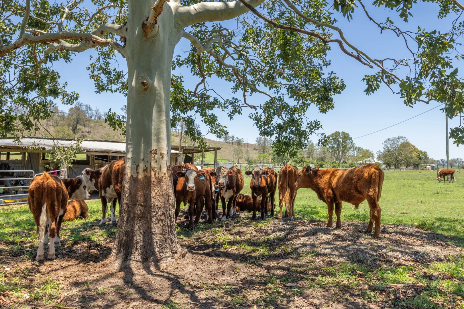 Additional image 21 of 483 Scrub Creek Road, Scrub Creek QLD 4313
