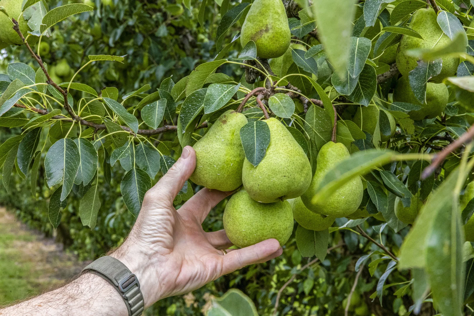Additional image 16 of 595 Channel Road, Shepparton East VIC 3631