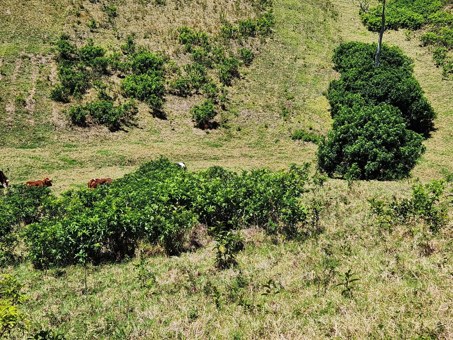 Additional image 8 of 36a10 Ferny Lane, Norfolk Island NSW 2899