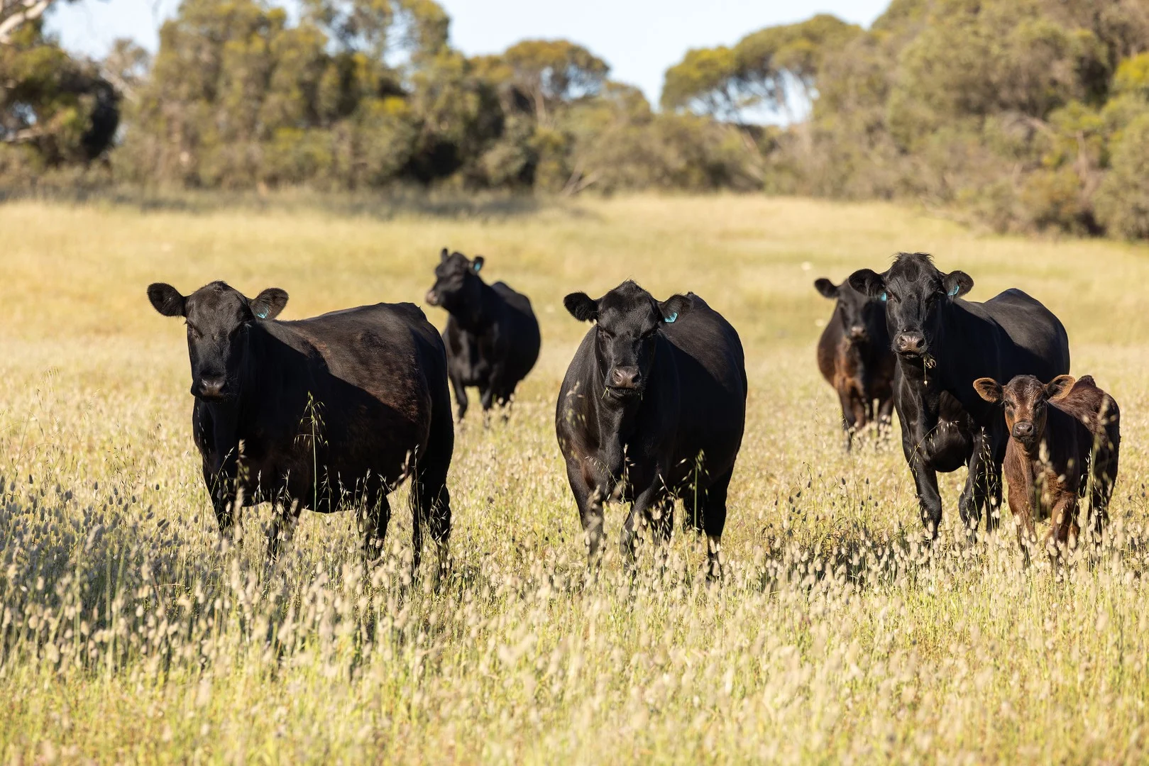 1112 Minnie Crowe Road, Avenue Range SA 5273