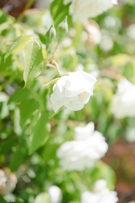 Additional image 24 of 1 Arkana Street, Yarralumla ACT 2600