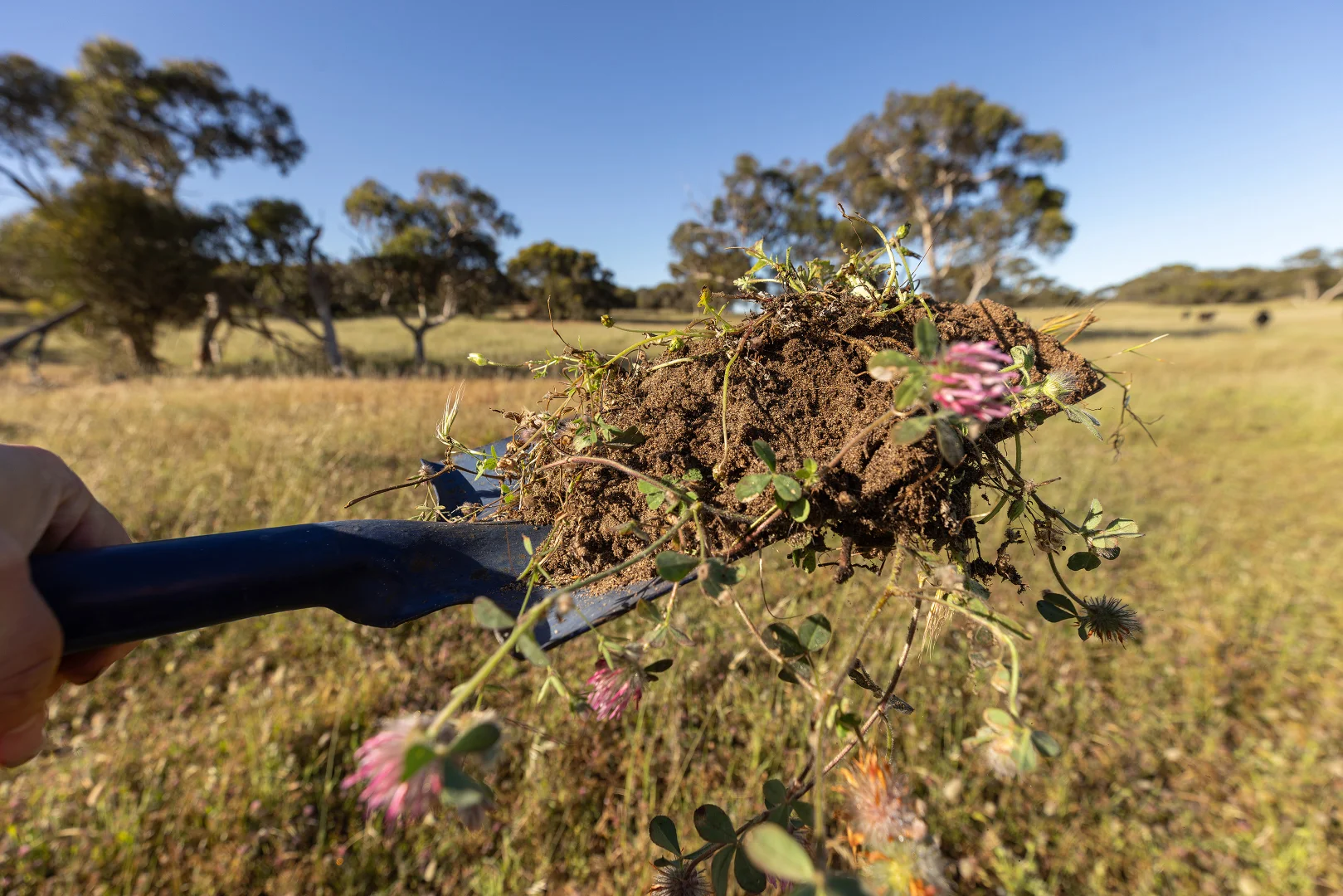 Additional image 4 of 1112 Minnie Crowe Road, Avenue Range SA 5273