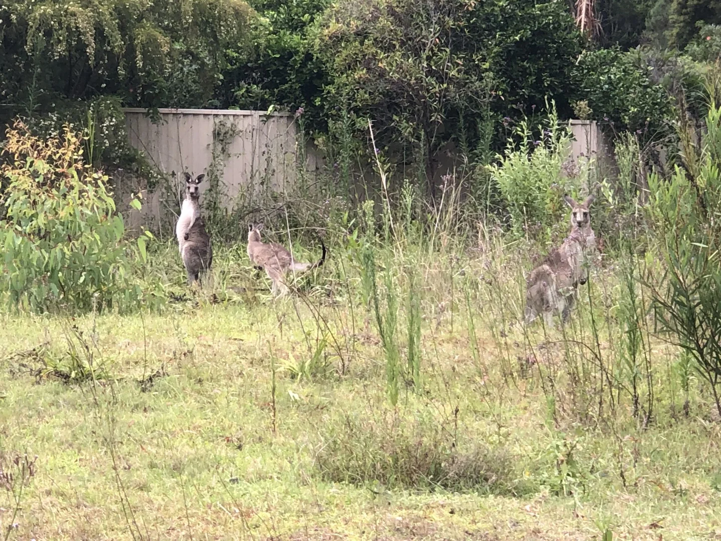 Additional image 2 of 62 Government Road, Wyee Point NSW 2259