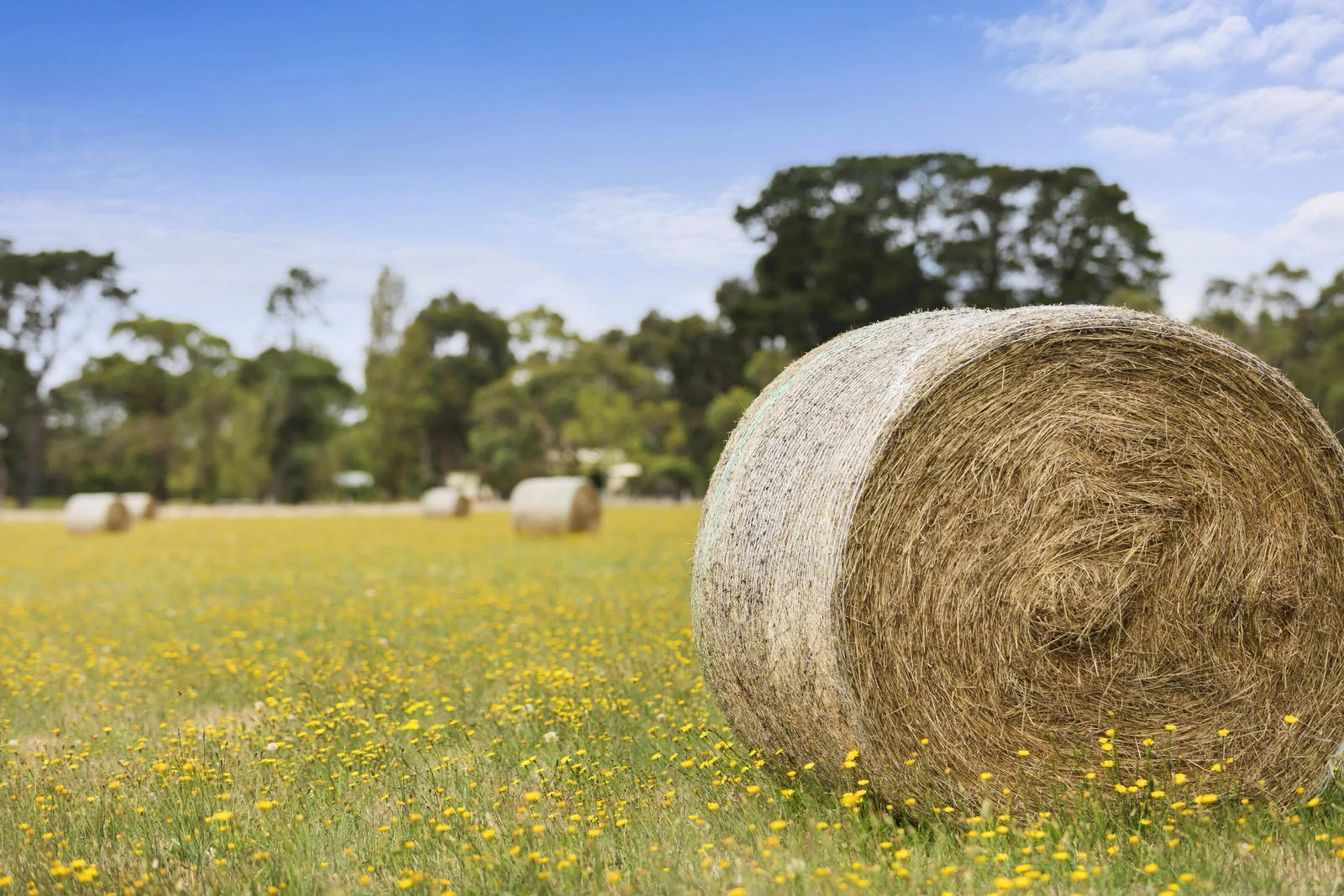 Additional image 22 of 3 Sandstone Island Circle, Bittern VIC 3918