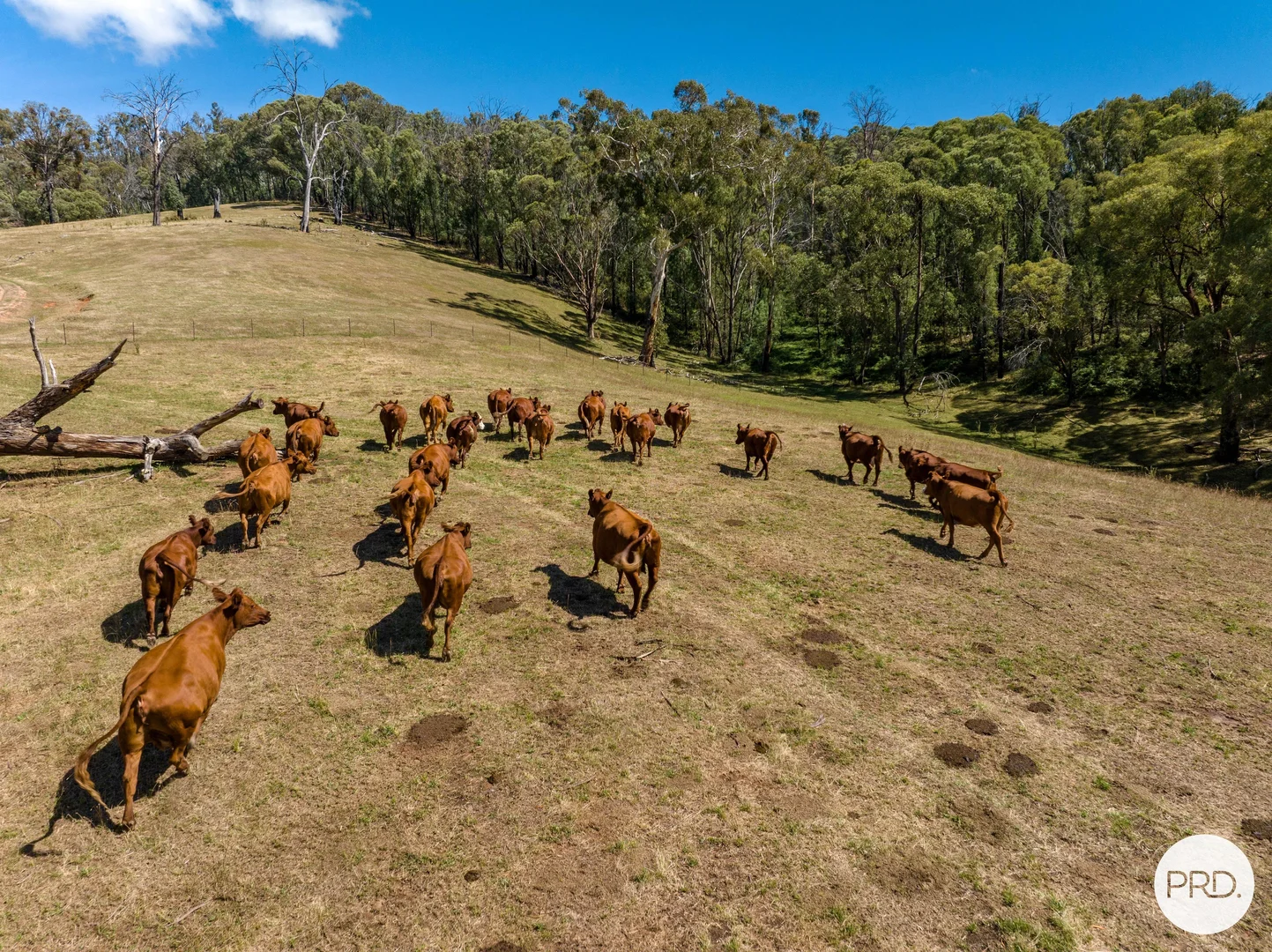 Additional image 32 of 1100 Batlow Road, Tumbarumba NSW 2653