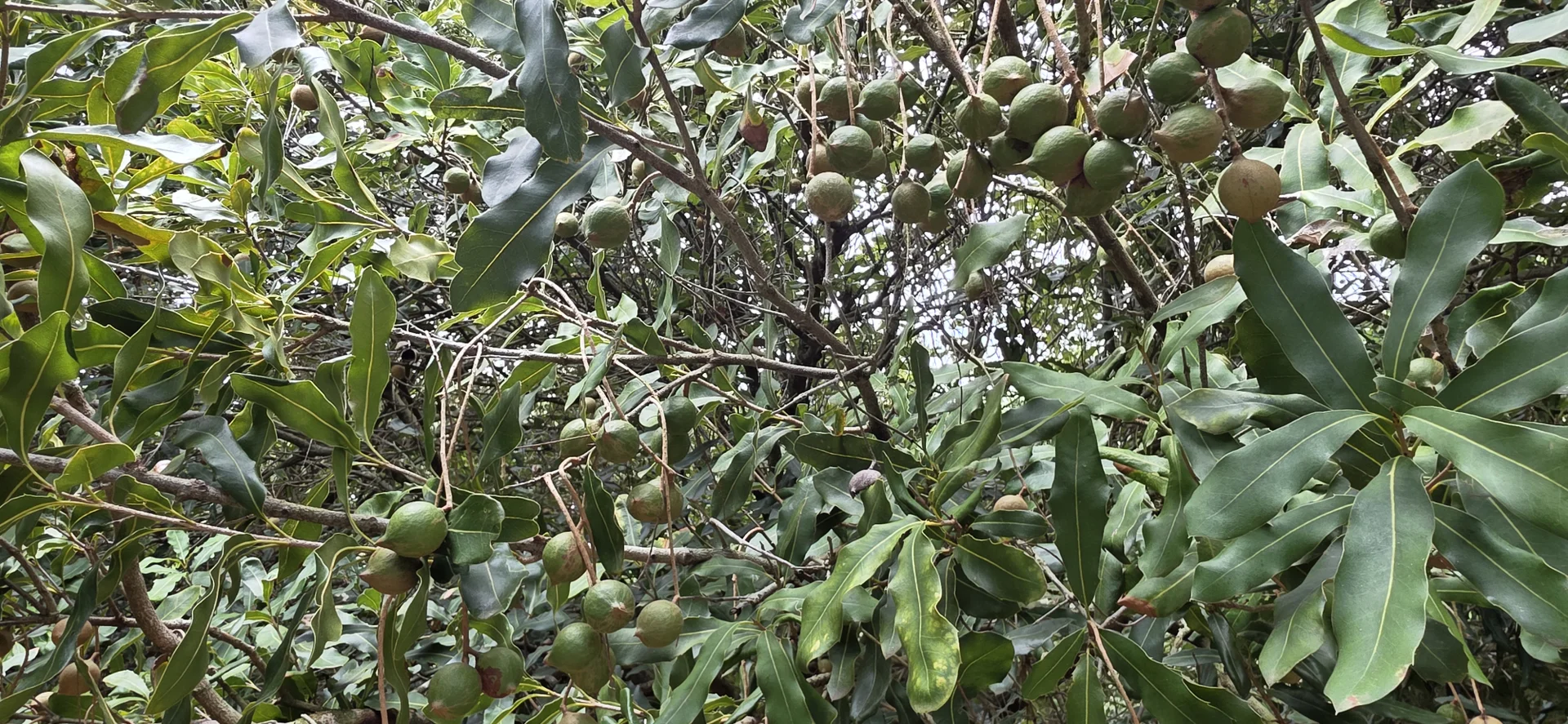 Additional image 5 of Lot 21 Moylans Lane, Empire Vale NSW 2478