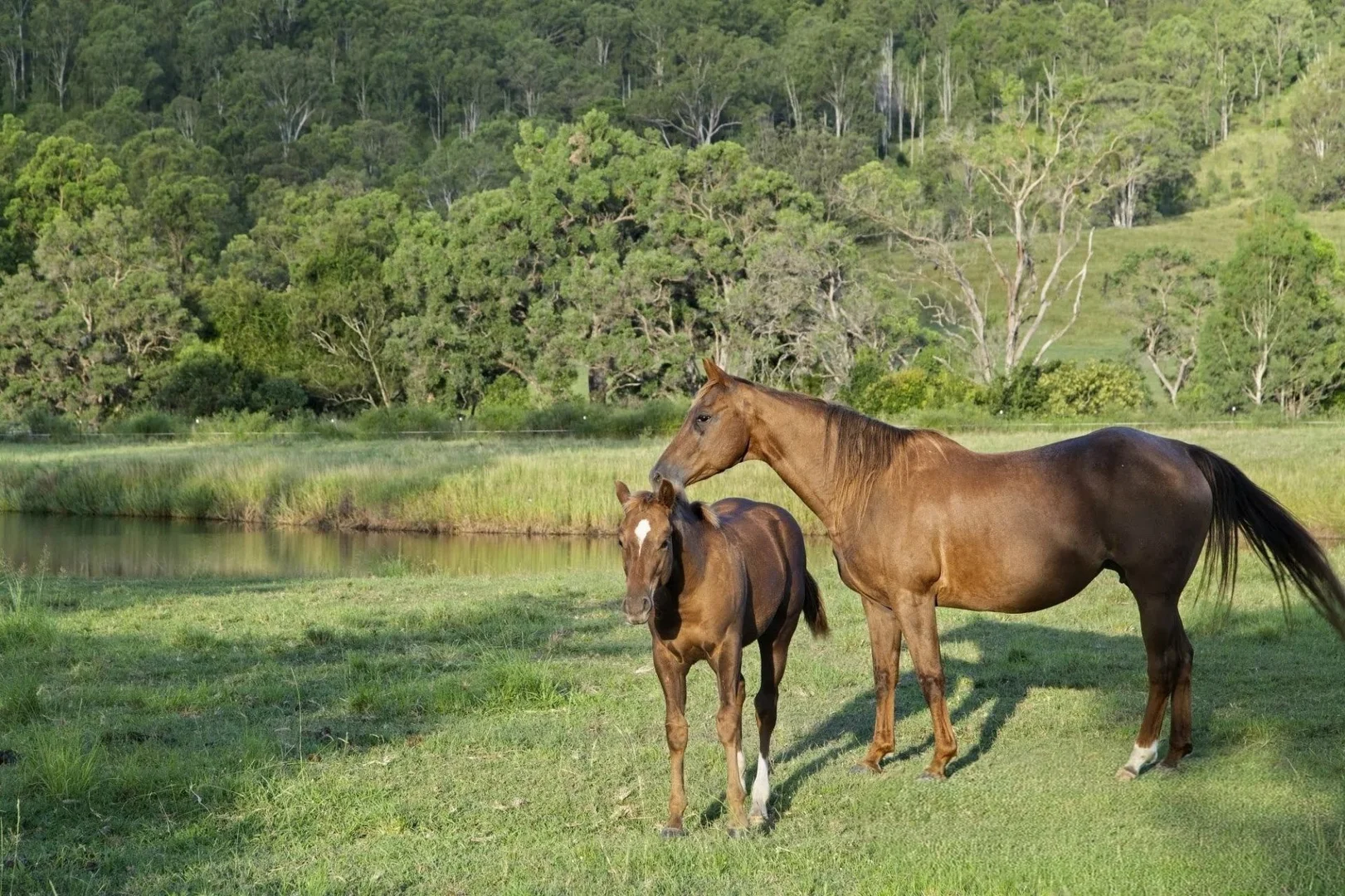 Additional image 25 of 611 Biddaddaba Creek Road, Biddaddaba QLD 4275