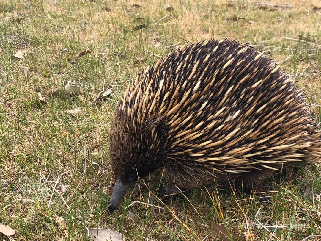 Additional image 8 of . South Gippsland Highway, Woodside VIC 3874