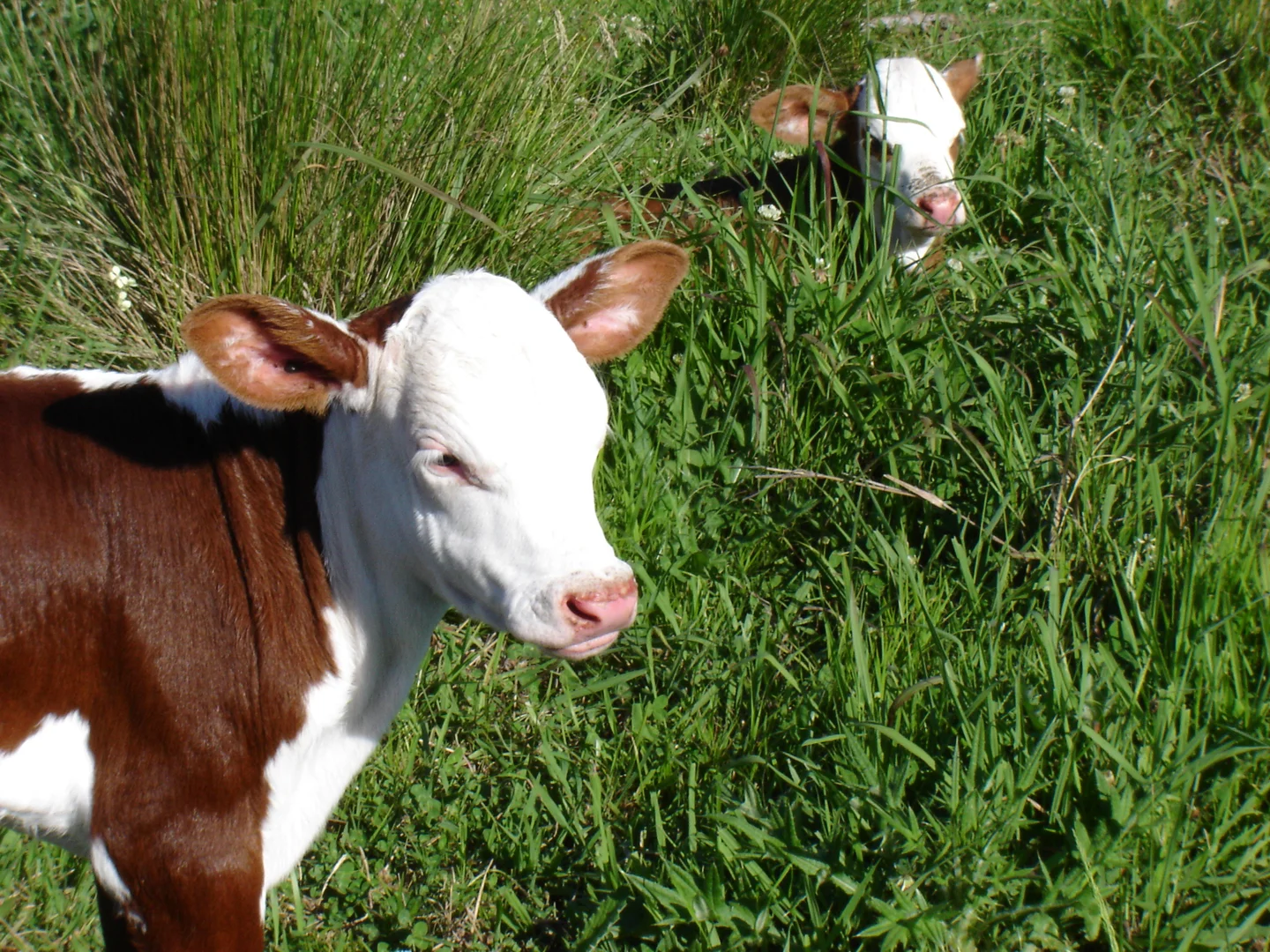 Additional image 20 of 1554 & 1598 Rollands Plains Road, Rollands Plains NSW 2441