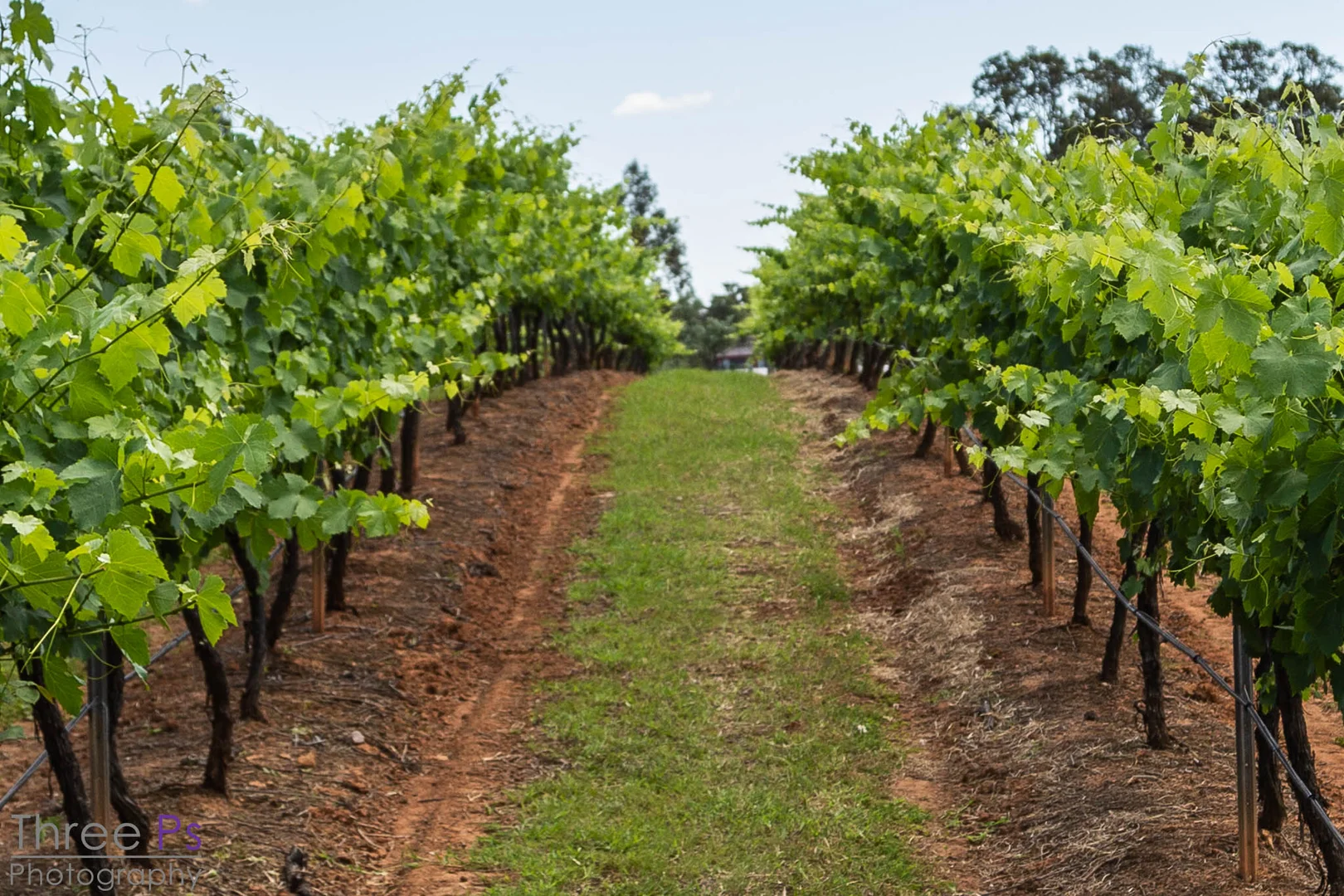 Additional image 5 of 725 Hermitage Road, Pokolbin NSW 2320