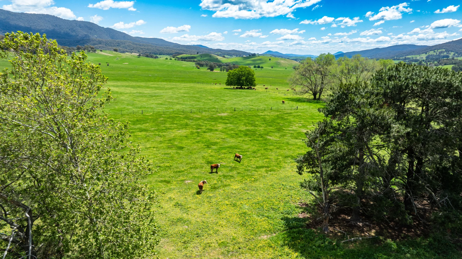 Additional image 20 of 'Grassmere'/2485 Tallangatta Creek Rd, Tallangatta Valley VIC 3701