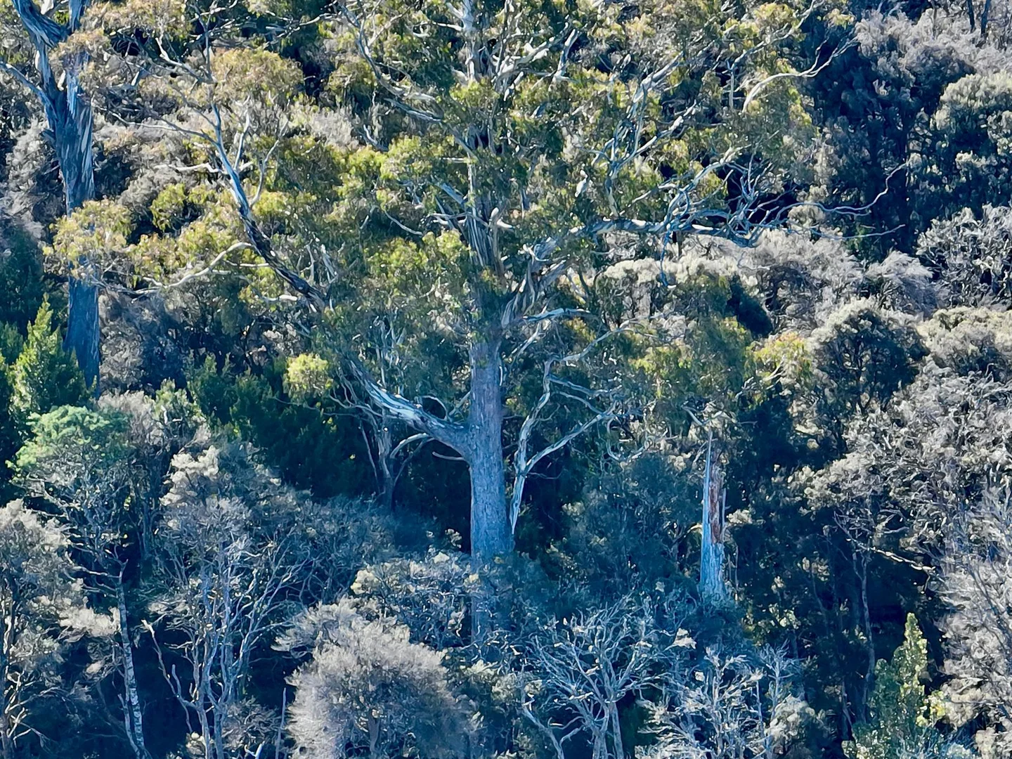 Additional image 12 of 560 Gads Hill Road, Mersey Forest TAS 7304