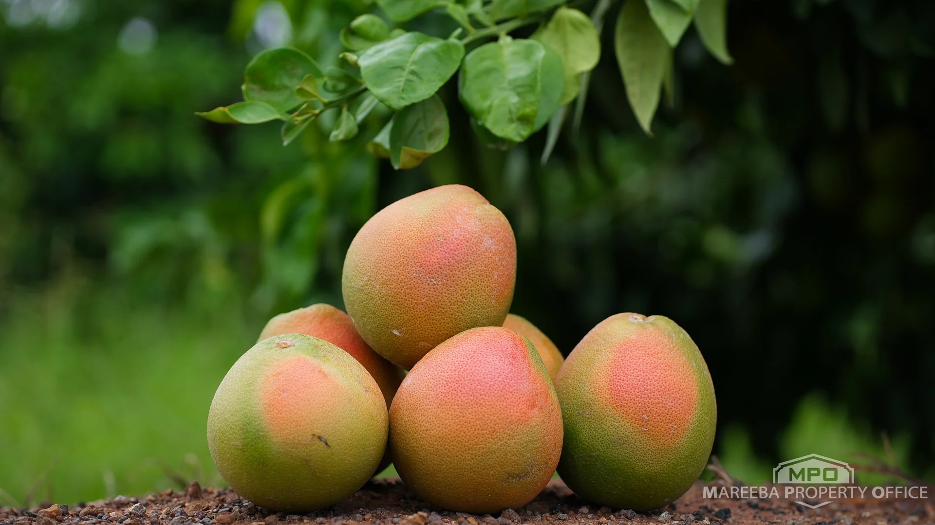 Additional image 5 of 398 Leadingham Road, Dimbulah QLD 4872