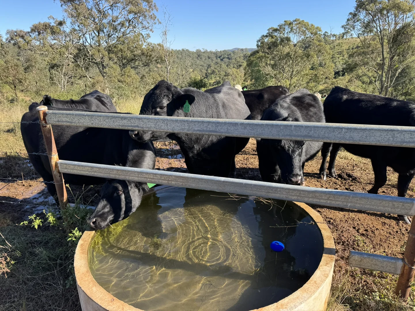 Additional image 11 of 231 Dascombe Road, Coalbank QLD 4352