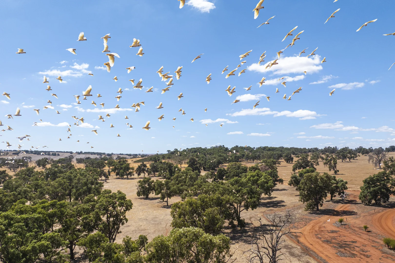 Additional image 23 of 1830 Rowes Road, Dandaragan WA 6507