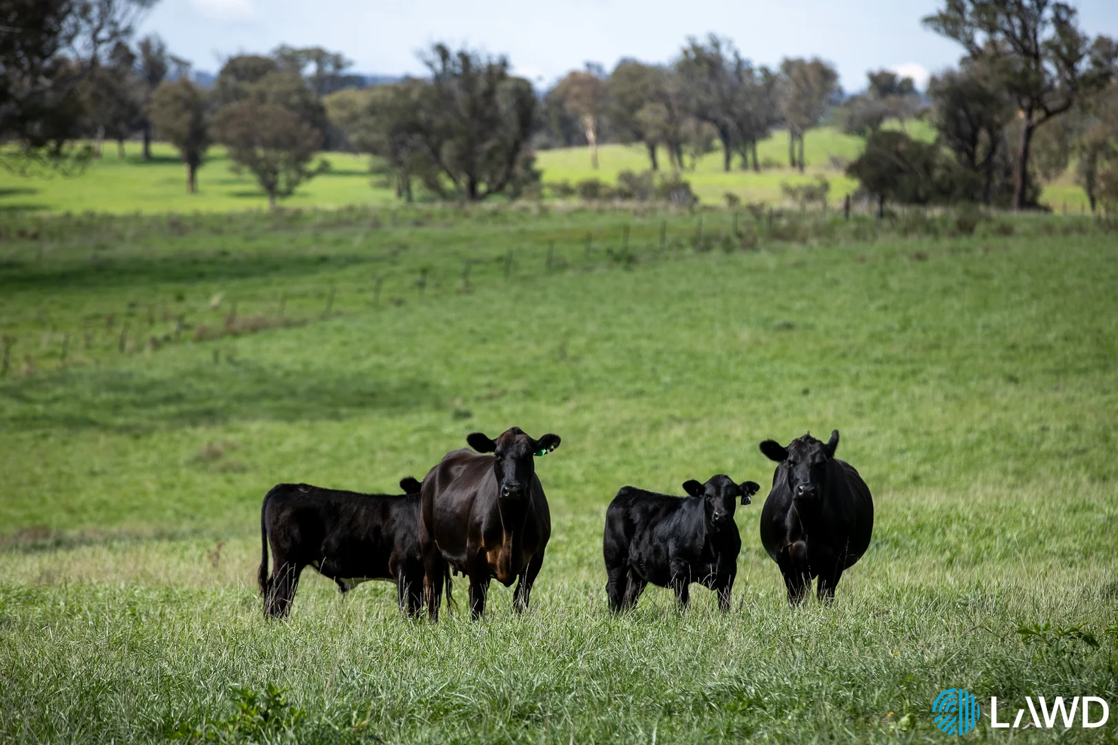 Additional image 6 of Alora-Mia Kellys Road, Armidale NSW 2350