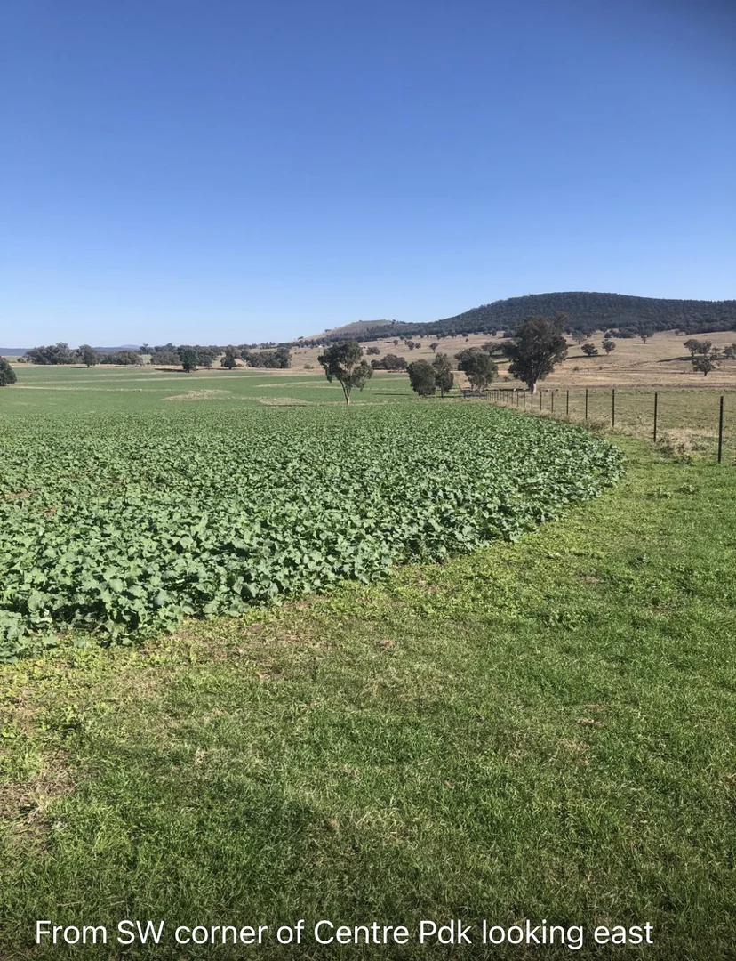 Additional image 5 of Address Via Request Road, Grenfell NSW 2810