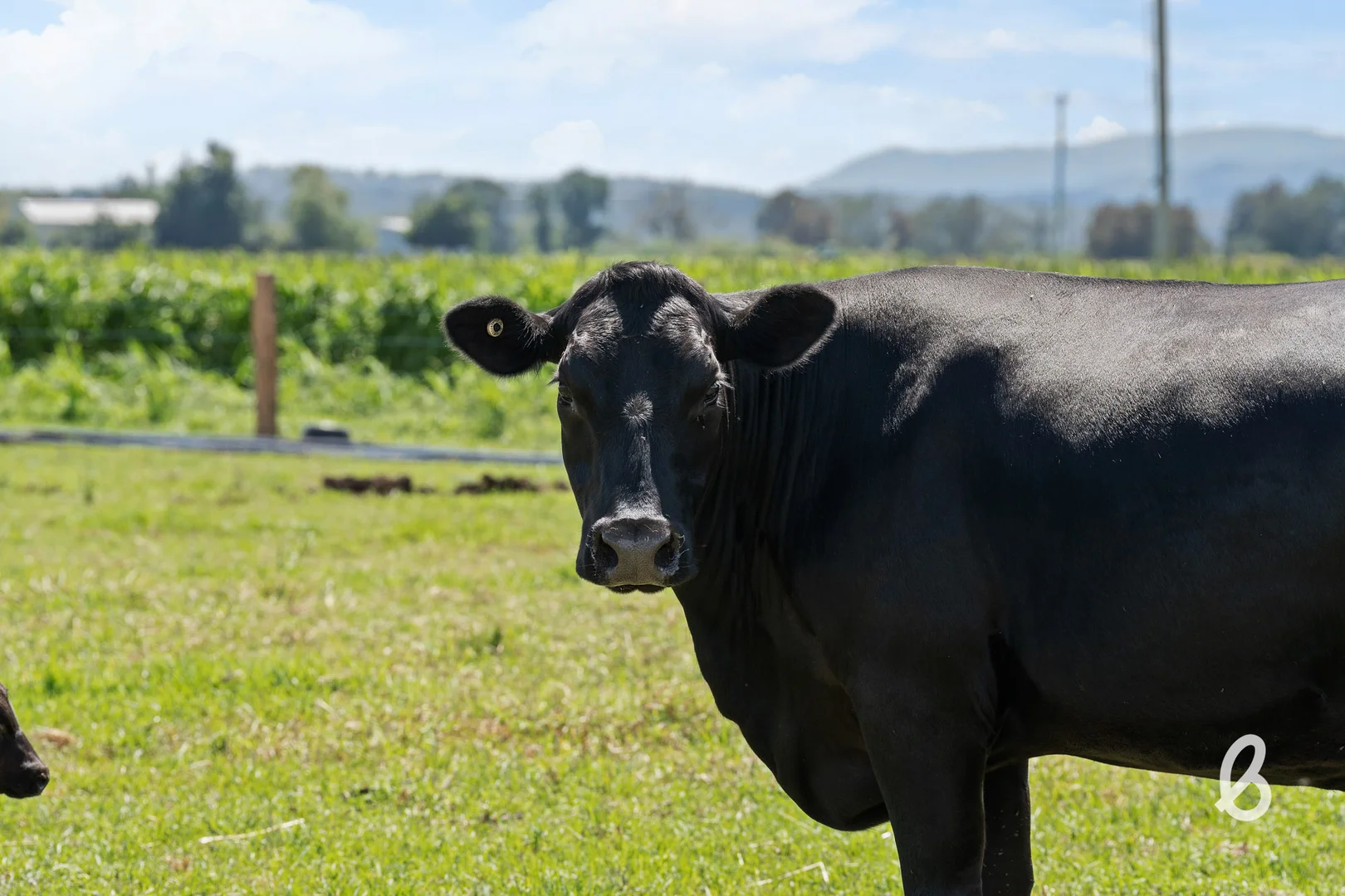 Additional image 74 of 204 Racecourse Lane, Singleton NSW 2330