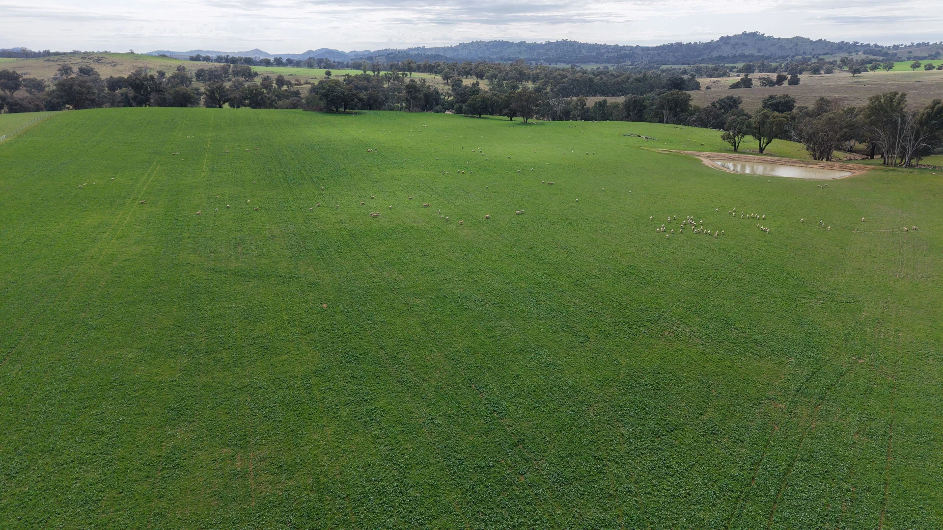 Additional image 6 of Dicksons, 0 Bennett Springs Road, Cowra NSW 2794