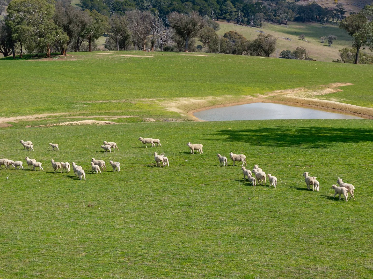Additional image 5 of 1185 Golspie Road, Golspie NSW 2580